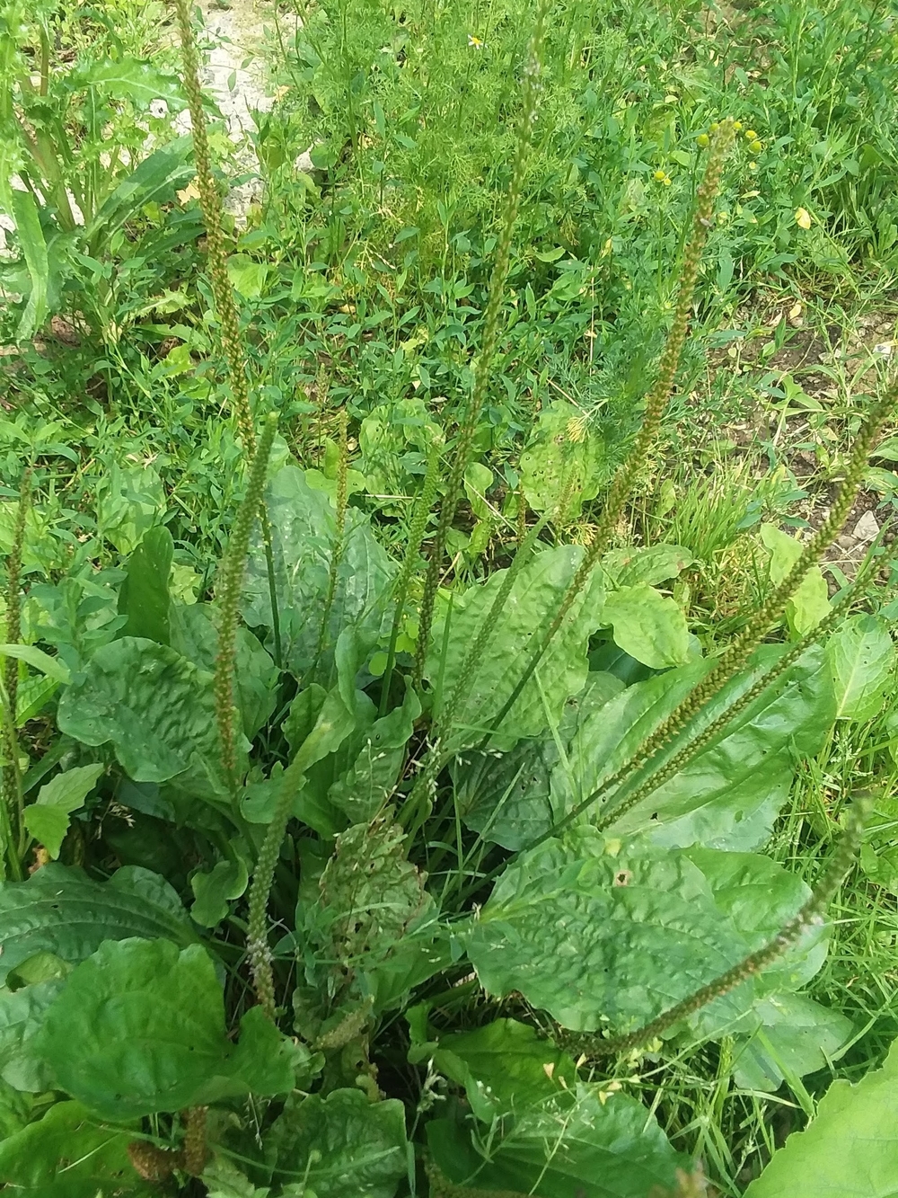 Dried Broadleaf Plaintain